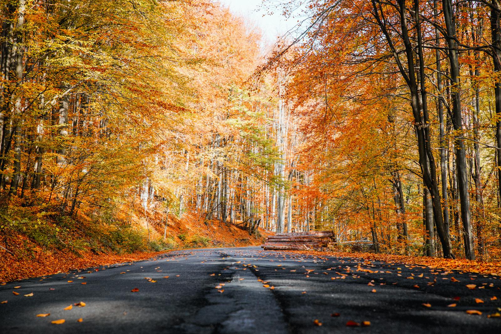 Photo of Roadway During Fall